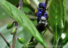 Megachile amparo