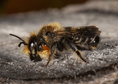 Megachile frigida