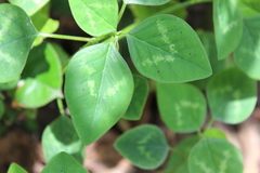 Angiospermae