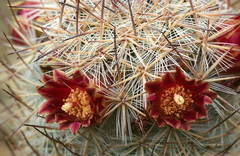 Mammillaria pottsii