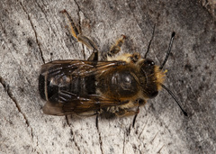 Megachile frigida