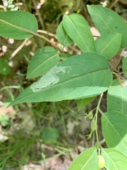 Aulagromyza orbitalis