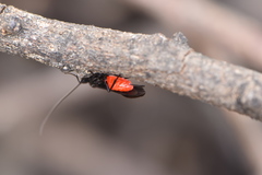 Braconinae