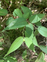 Aulagromyza orbitalis
