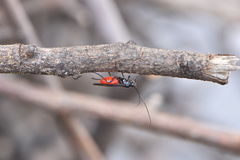 Braconinae