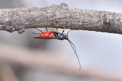 Braconinae