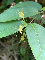 Aulagromyza orbitalis