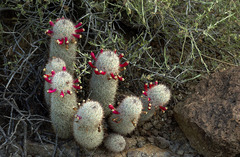 Mammillaria pottsii