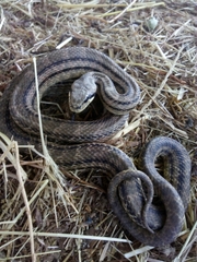 Elaphe quatuorlineata