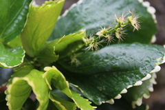 Angiospermae