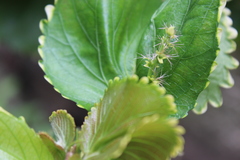 Angiospermae