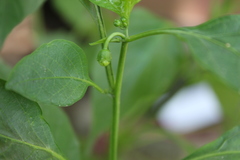Capsiceae