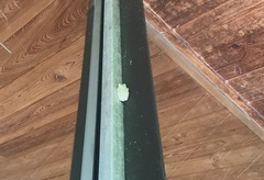 Hyla chrysoscelis