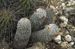 Mammillaria pottsii