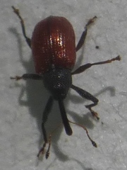 Anthonomus haematopus