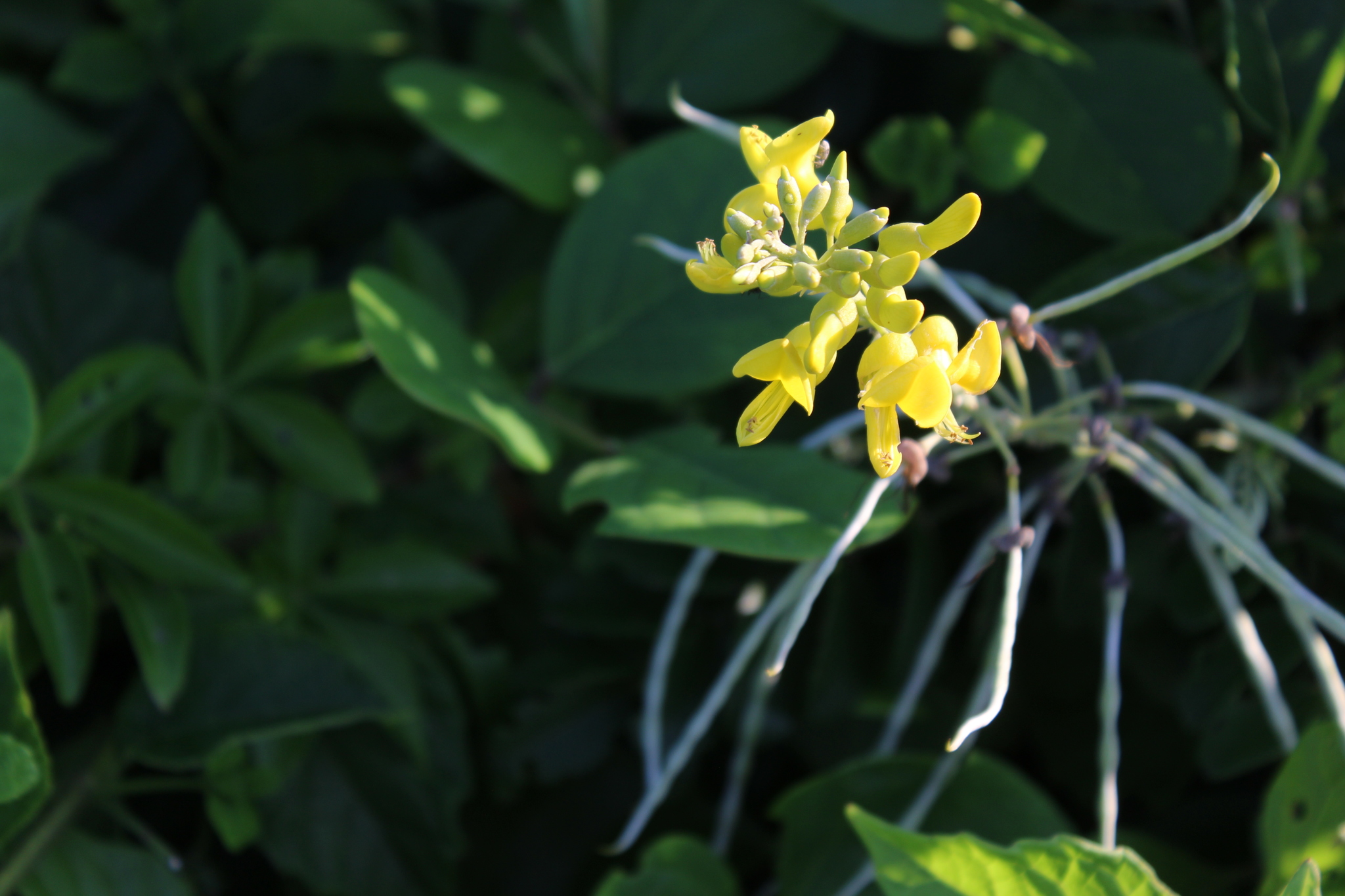 Sophora tomentosa