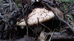 Amanita ochrophylla