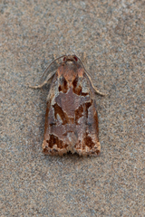 Archips oporana