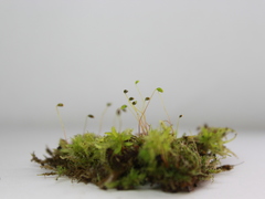 Bryophyta