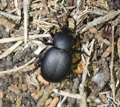 Eleodes inculta