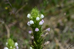 Castilleja rubicundula rubicundula