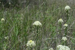 Toxicoscordion venenosum