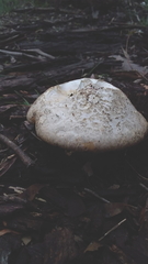 Amanita ochrophylla