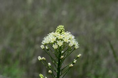 Toxicoscordion venenosum