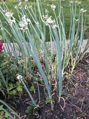 Allium proliferum