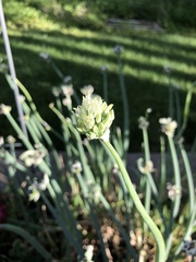 Allium proliferum