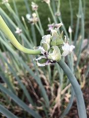Allium proliferum