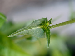 Cichorium intybus