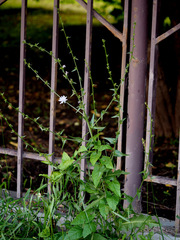 Cichorium intybus