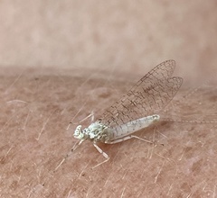 Maccaffertium modestum