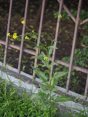 Bunias orientalis