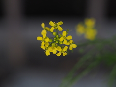 Bunias orientalis