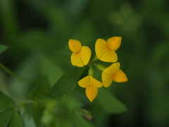 Lotus corniculatus