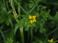 Lotus corniculatus