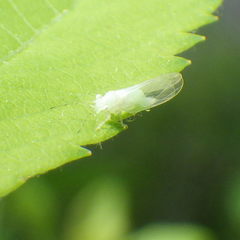 Cacopsylla annulata