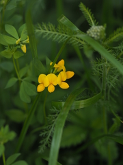 Lotus corniculatus