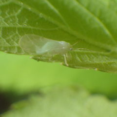 Cacopsylla annulata
