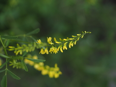 Melilotus officinalis