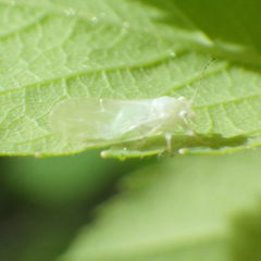 Cacopsylla annulata