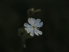 Silene latifolia alba