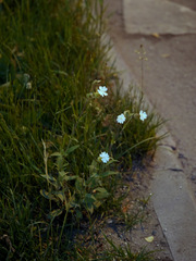 Silene latifolia alba