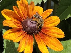 Andrena rudbeckiae