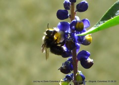 Megachile amparo