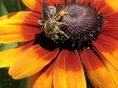 Andrena rudbeckiae