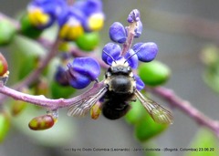 Megachile amparo