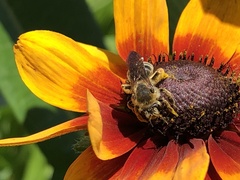 Andrena rudbeckiae
